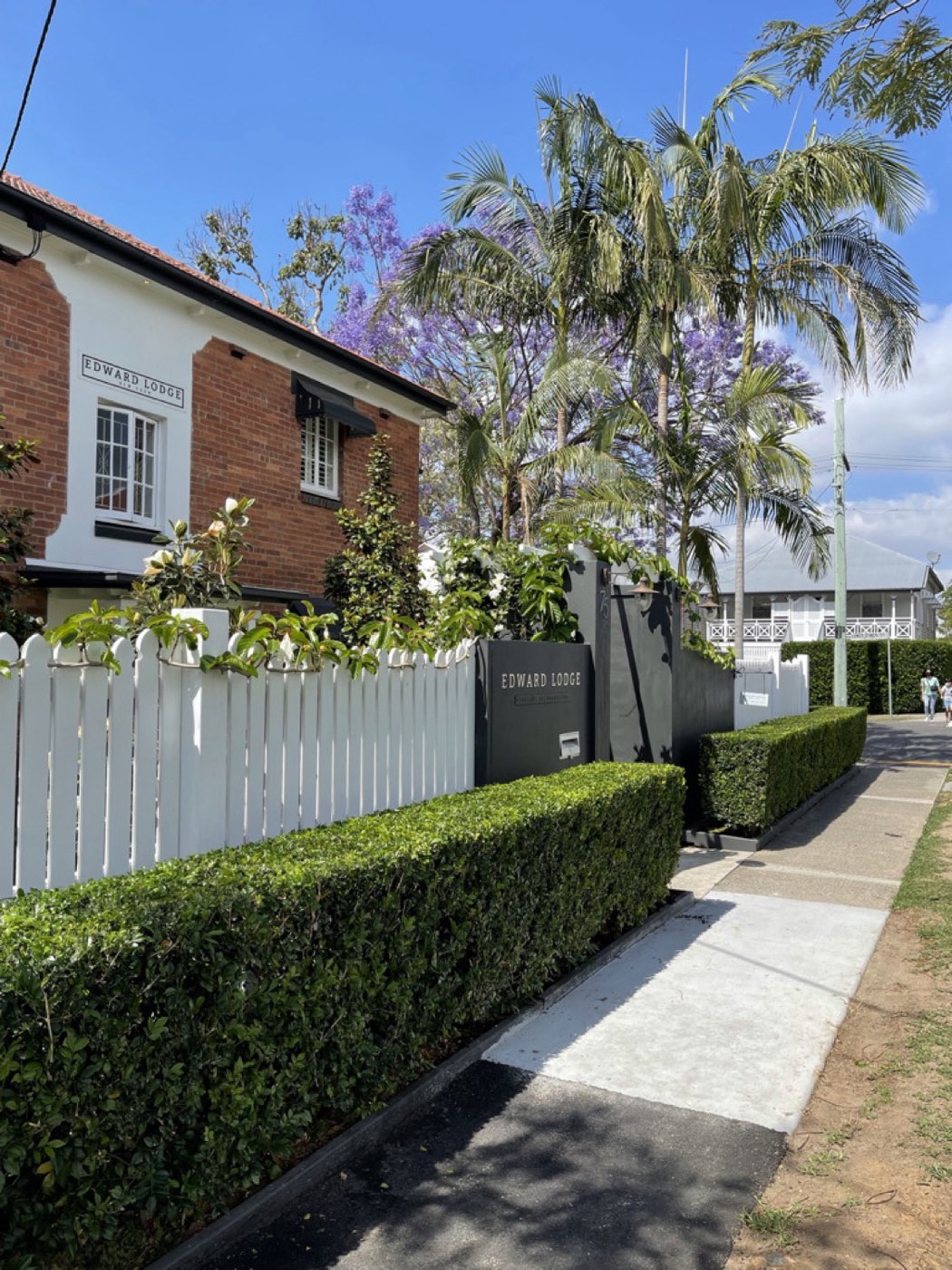 A low box hedge clipped straight along the front of a heritage Brisbane home, jacaranda and palms behind