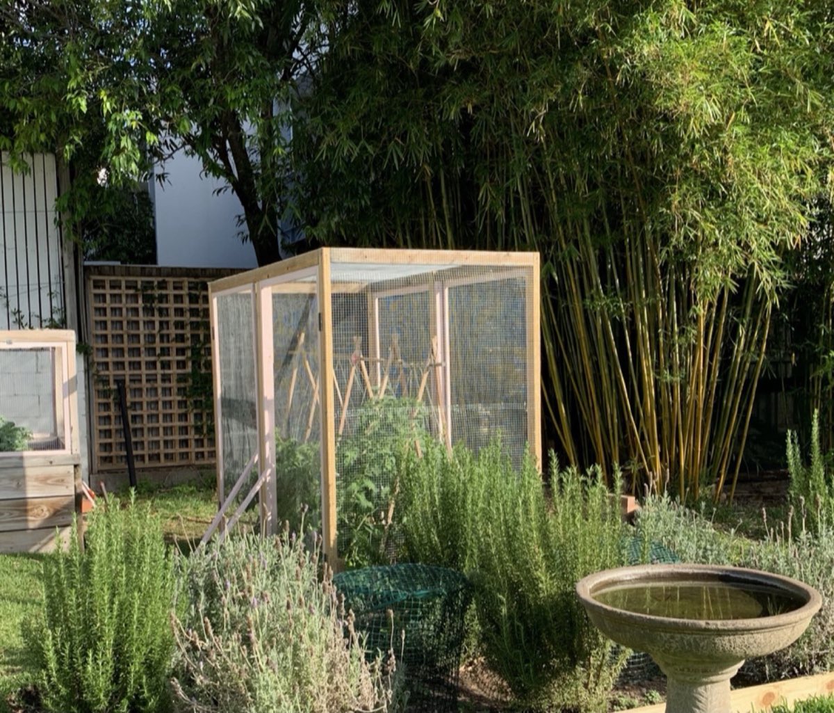 A productive back garden with lavender and rosemary beds, a timber veggie enclosure and a bamboo screen in morning light