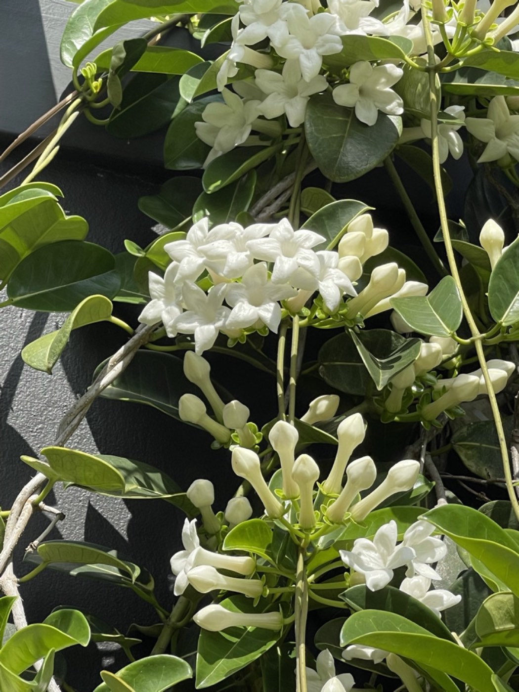 Close-up of white stephanotis flowers and glossy dark leaves against a charcoal wall