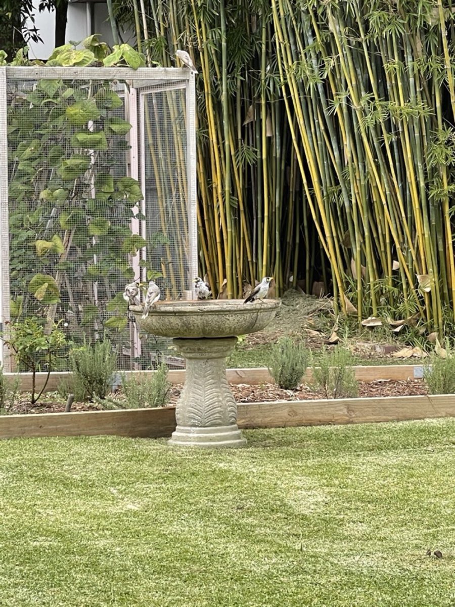 Honeyeaters at a stone birdbath beside a lavender bed and a stand of bamboo