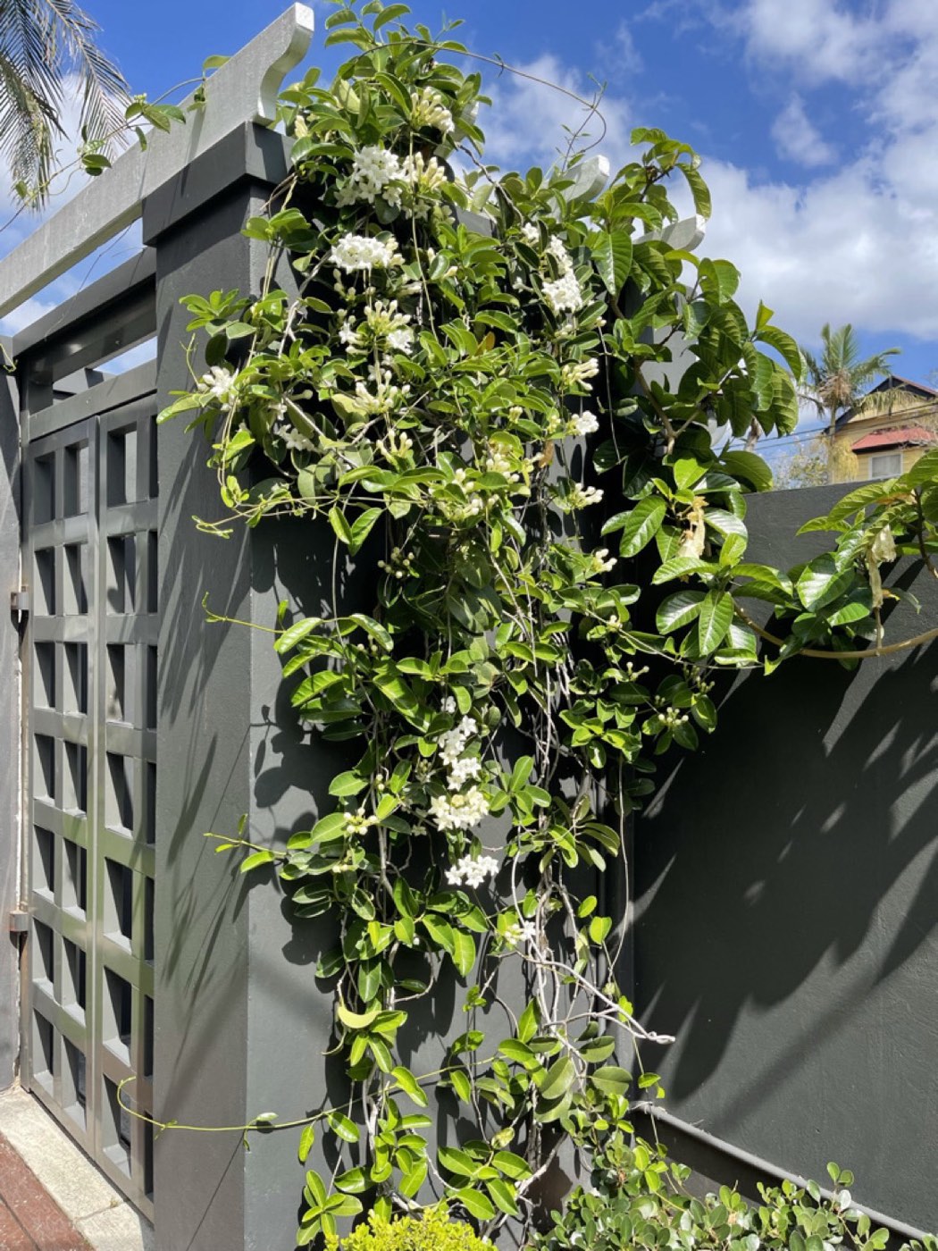 Stephanotis vine in full white flower trained up a grey timber lattice gate